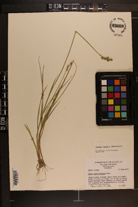 Carex longii image