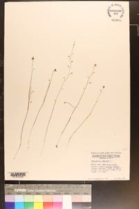 Utricularia subulata image