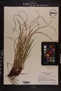 Carex nigromarginata image