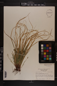 Carex nigromarginata image