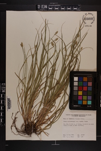 Carex muehlenbergii var. enervis image