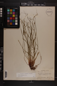 Carex planispicata image