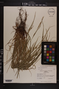 Carex planispicata image