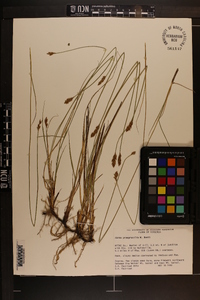 Carex praegracilis image