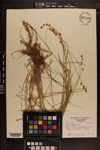 Carex straminea image