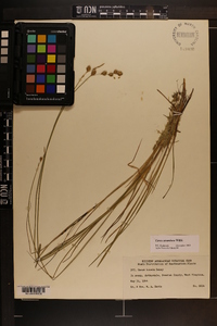 Carex straminea image