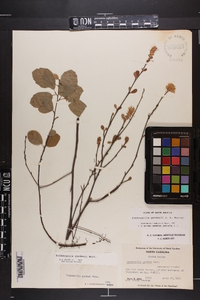 Fothergilla gardenii image