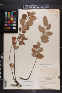 Fothergilla gardenii image