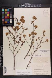 Fothergilla gardenii image