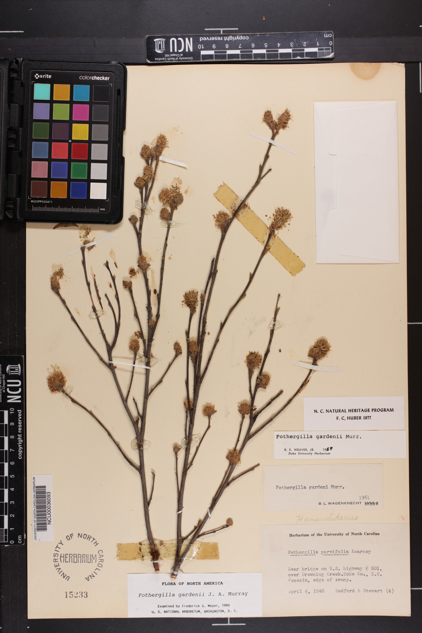 Fothergilla image