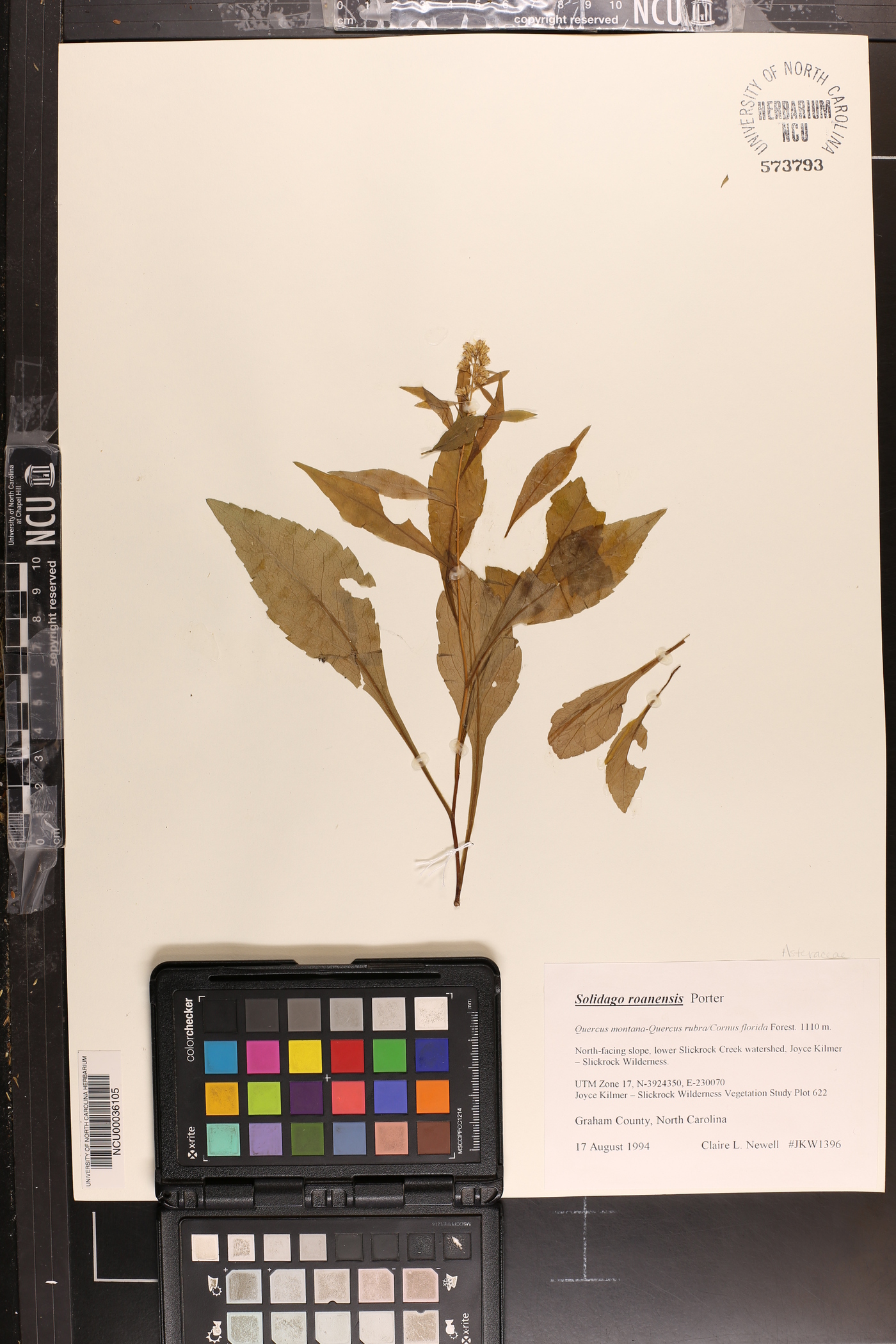 Solidago roanensis image