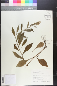 Solidago erecta image