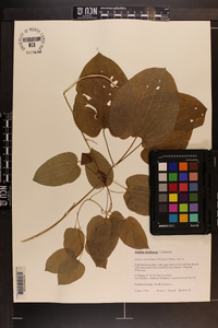 Smilax herbacea image