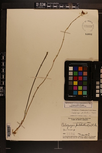 Calopogon pallidus image