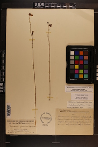 Calopogon pallidus image