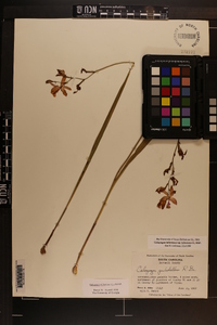 Calopogon tuberosus var. tuberosus image