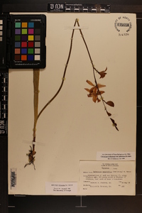 Calopogon tuberosus image