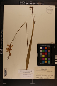 Calopogon tuberosus var. tuberosus image