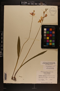 Calopogon tuberosus var. tuberosus image