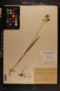 Calopogon tuberosus var. tuberosus image