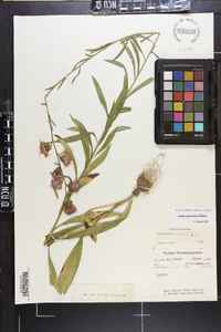 Liatris squarrulosa image