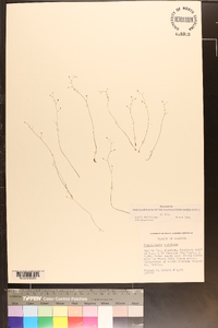 Utricularia subulata image