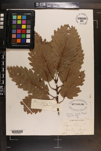 Quercus montana image