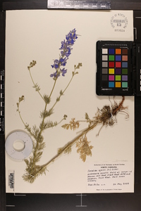 Delphinium ajacis image