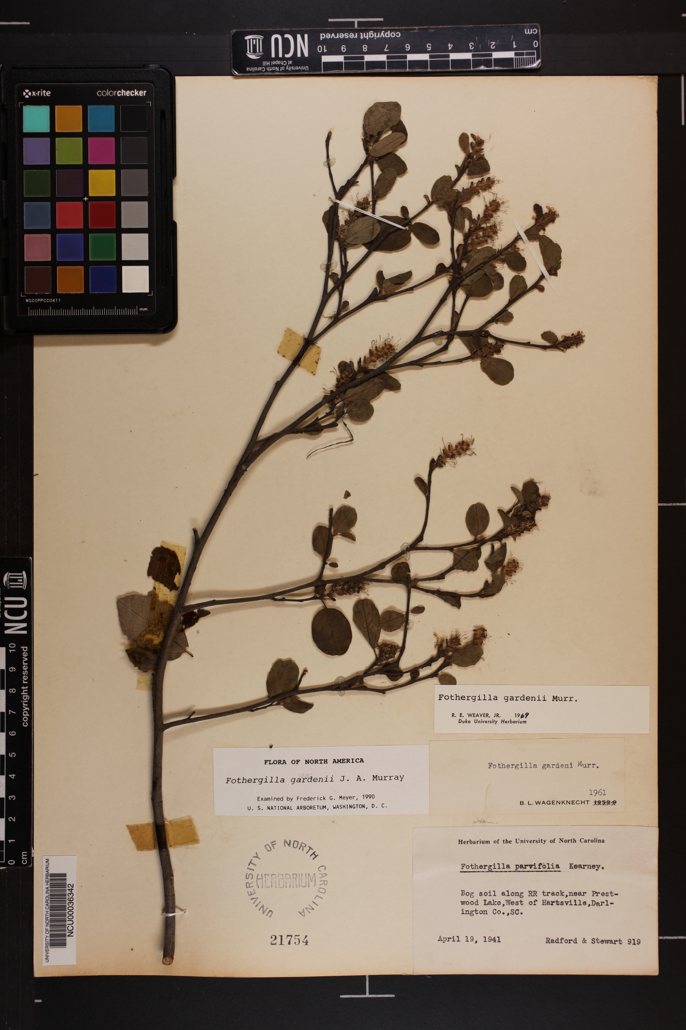 Fothergilla gardenii image