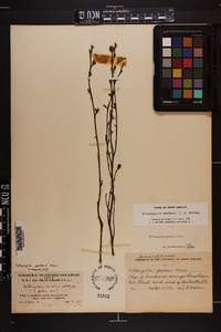 Fothergilla gardenii image