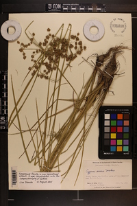 Cyperus virens image