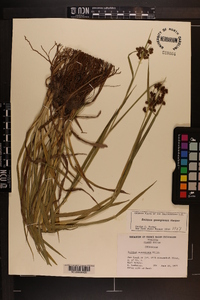 Scirpus georgianus image