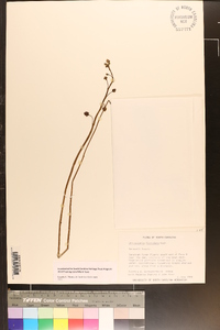 Utricularia floridana image