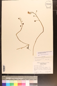 Utricularia floridana image