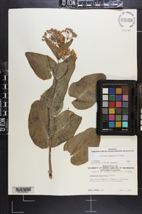 Asclepias humistrata image