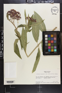 Asclepias incarnata subsp. pulchra image