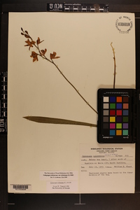 Calopogon tuberosus var. tuberosus image