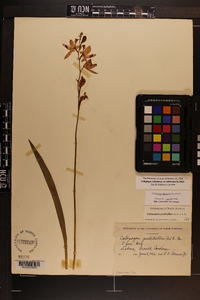 Calopogon tuberosus image