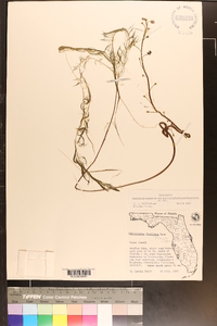 Utricularia floridana image