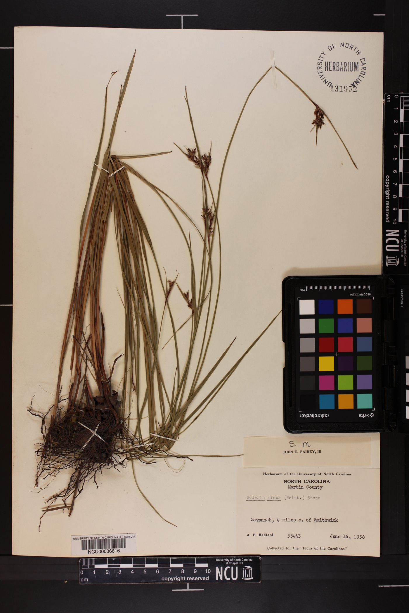 Scleria minor image