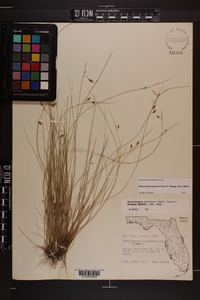 Rhynchospora galeana image