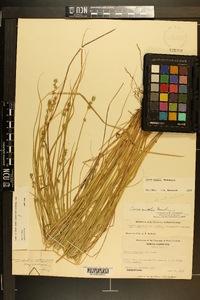 Carex ruthii image