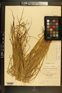 Carex ruthii image