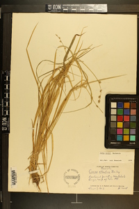 Carex ruthii image