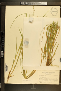 Carex ruthii image