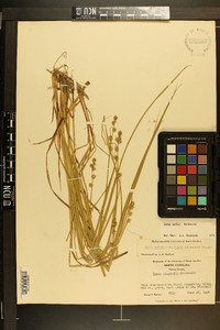 Carex ruthii image