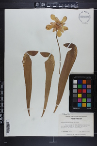 Sarracenia minor image