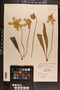 Sarracenia minor image