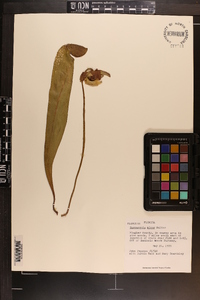 Sarracenia minor image