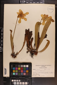 Sarracenia minor image